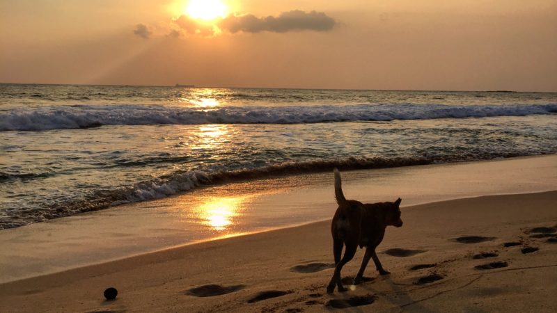 A la découverte du sud du Sri Lanka