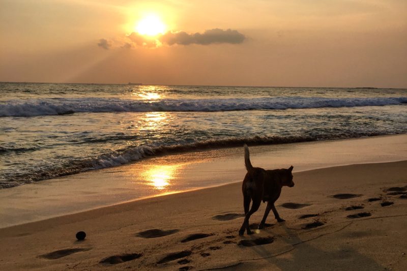 Discovering southern Sri Lanka