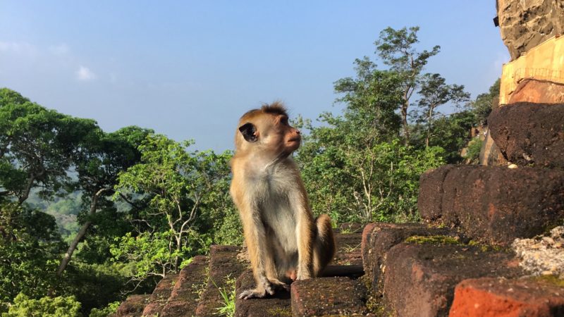 Impressions sur le Sri Lanka